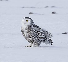 Chilly by Heather King