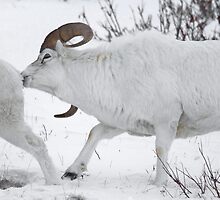 Ewe Aint Seen Nothing Yet by Martin Smart