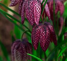 Spring Tulips by Andra Price by Light Right Photos