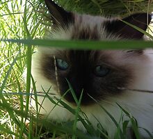 My Piece of Shade, Dammit! by BekJoy