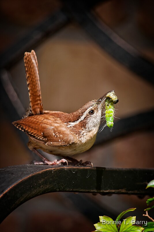 quot carolina wren with fresh food for babies quot by bonnie t quot carolina wren with fresh food for babies quot by bonnie t