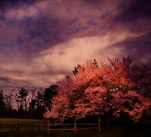 Miraculous Change by Pamela Phelps