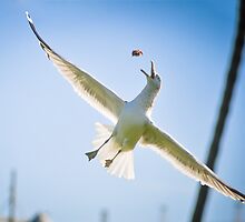 Seagulls by Barathi