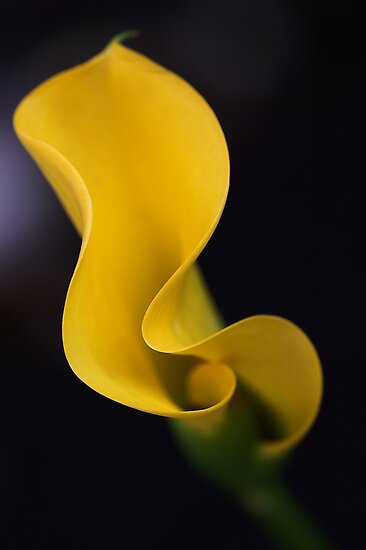 Calla Lily by Joy Watson Calla Lily by Joy Watson
