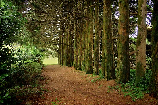 Come follow me #2 ... Mt Wilson NSW by Rosalie Dale Come follow me #2 ... Mt Wilson NSW by Rosalie Dale