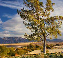 A Tree Grows in the Desert by Barbara Brown
