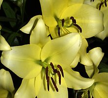 Lily by redown