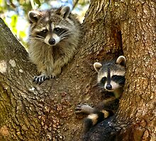 Family Affair by Karen Peron