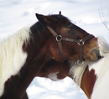 Together Forever Horses by francelal