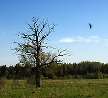 Lonely oak in spring time by Antanas