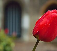 Red Tulip by Magdalena Warmuz-Dent