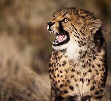 Cheetah Cub by muzy