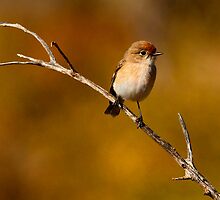 Red Capped Robin by Paul Johnson