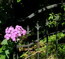 quite contrary by Jean Poulton