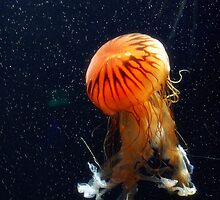 Under the Sea by albertoBO5