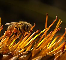 Packin' pollen by Celeste Mookherjee
