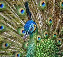 Displaying peacock by Daniel Parent