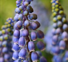 *** SPRING CONSTANCY **** by JETAdamson