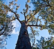 Tree Tops by pennyswork