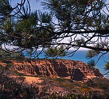 Branched Out by photojeanic