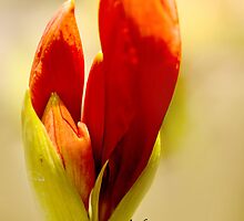 the promise by lensbaby
