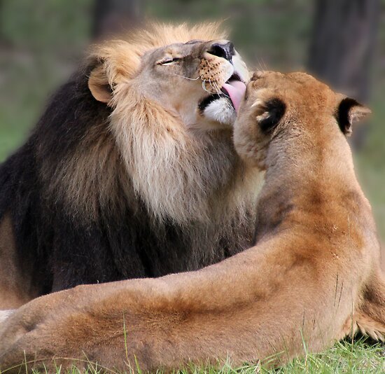 Kiss Lion