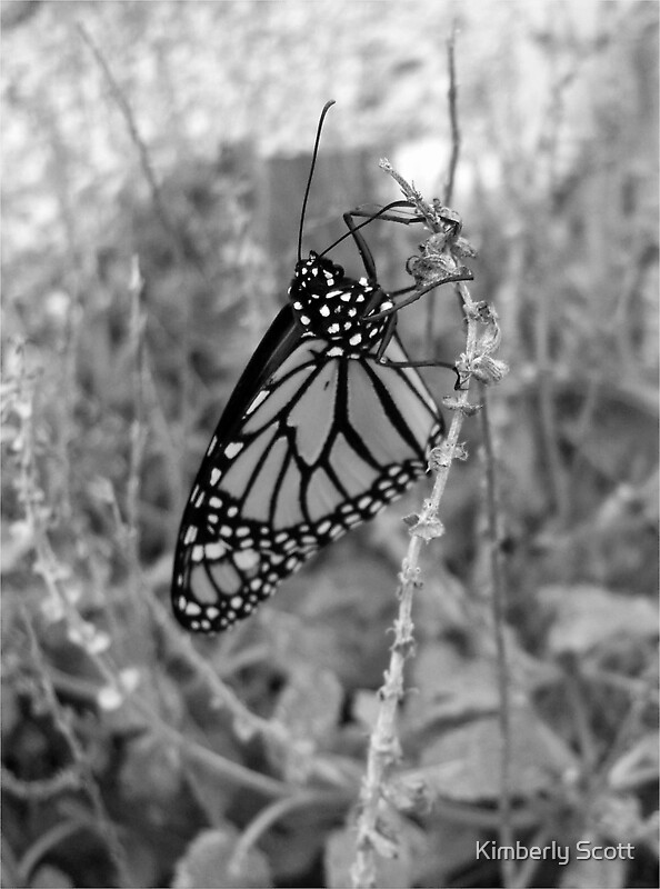 "Black and White Monarch Butterfly" by Kimberly Scott Redbubble