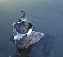 Just throw the stick, dammit! by Gary Kelly