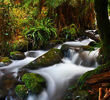 A hidden Treasure by wayne51