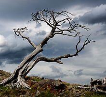 Against The Wind by Bob Christopher