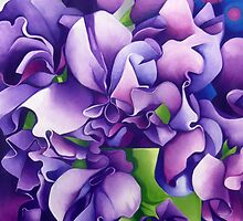 Sweet Pea Evolution by Chris Sowels
