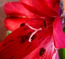 Intimacy by su2anne