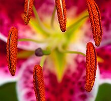 Star Gazer Lily by alan shapiro