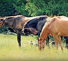 Sun Baskers by Glitterfest