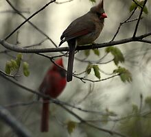 Behind a Successful Female... by LaurieSalzler