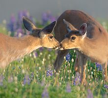 Deer Dear Kisses by Jim Stiles