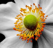 Vibrance by Sherlock-ed