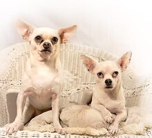 Chihuahua Gothic by Corri Gryting Gutzman
