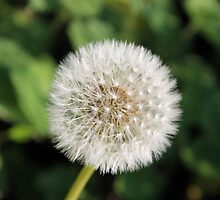 Dandelion by Penny Edmonds