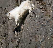 Wildlife Olympics - Tricky Dismount, Mountain Goat Kid by A.M. Ruttle