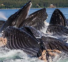 Bubblenetters by Gina Ruttle (Whalegeek)