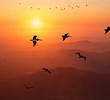 Pelican Migration by Chris Lord