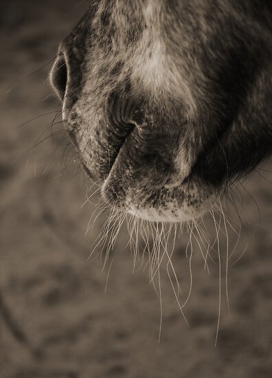horse whiskers