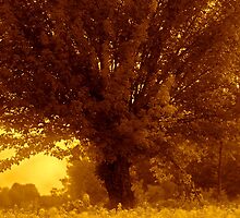 Lucy man ! ... who was inspired by beauty of nature. by Andy Brown Sugar. by © Andrzej Goszcz,M.D. Ph.D