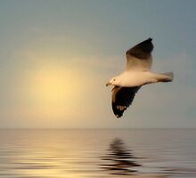 Seagull in Flight - #1 by kenspics
