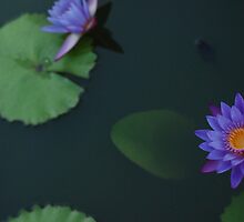 green pond: available as prints/cards/iphone/samsung galaxy covers by mellychan