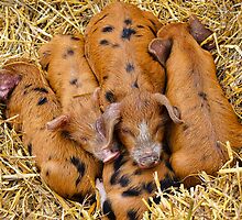 Piggy In The Middle ~ Buckham Fair by Susie Peek