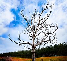 Alone Dead Tree on the highway by hangingpixels