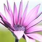 Purple Flower by TimeScape