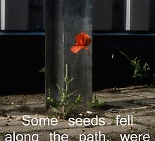 Some Seeds by Nigel Bangert
